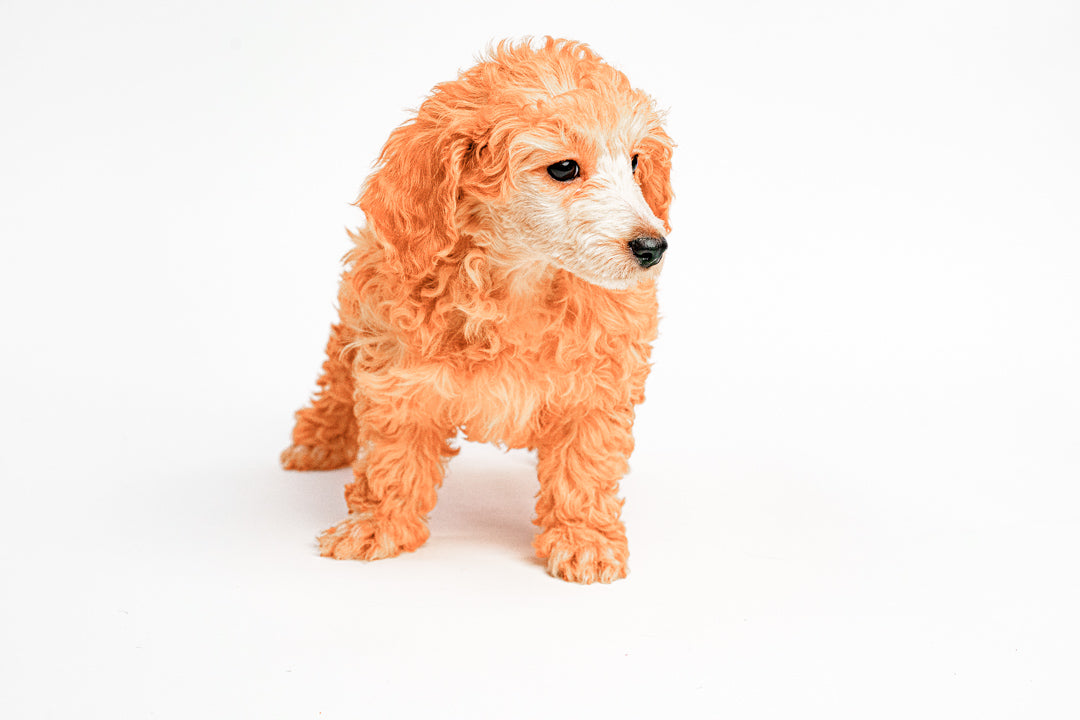 Mini Poodle  7250 Girl