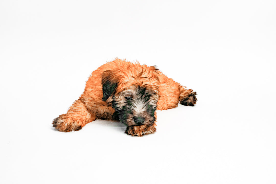 Soft Wheaten  2741 Girl