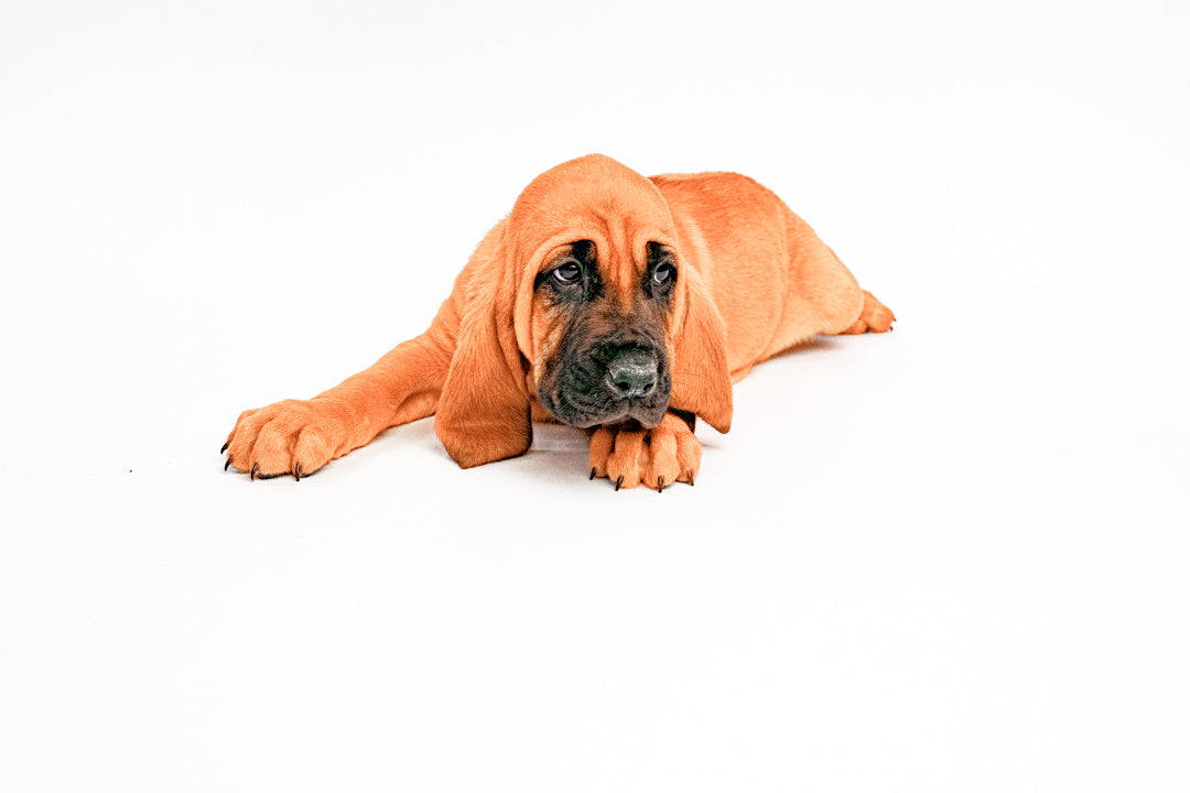 Bloodhound 9525 Boy