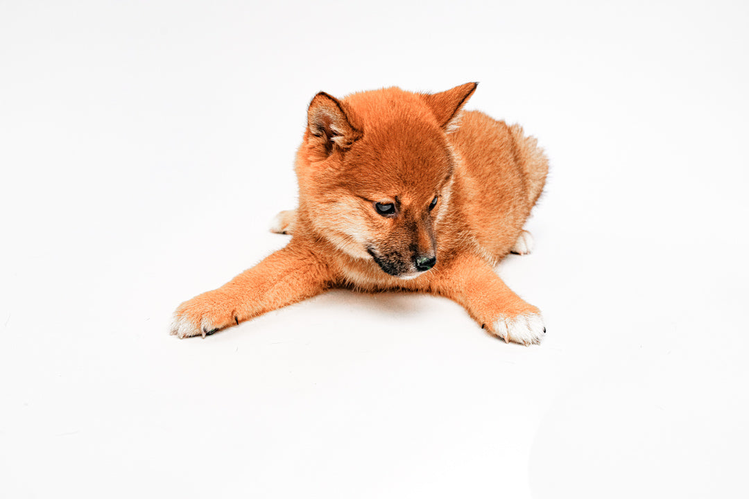 Shiba Inu 9217 Boy