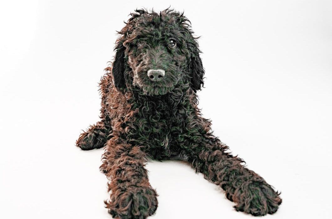 Poodle 2194 Girl